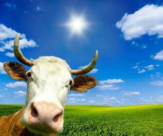 Cow Wallpaper