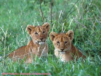 Screensaver Big Cats Cosmo Cat S Home