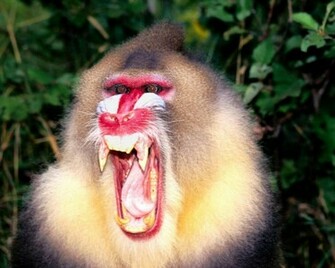 Monkeys Cute Monkey Pic Animal Photos Pictures