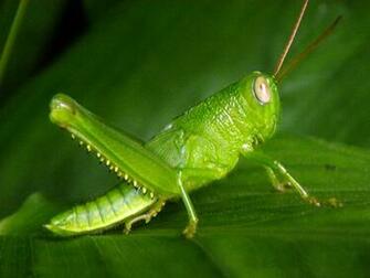 Grasshoppers Wallpaper High Quality