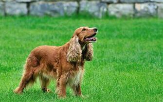 England Other Names Cocker Spaniel Nicknames