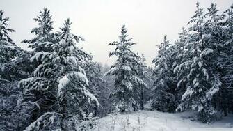 Trees Covered In Snow Wallpaper
