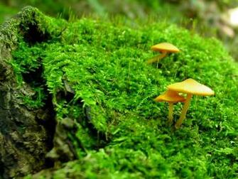 Mushroom Wallpaper