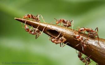 Insect Wallpaper