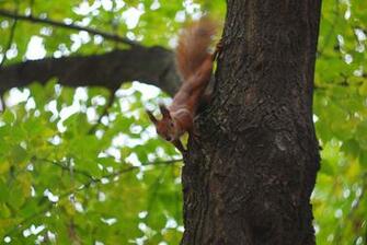 Green Bokeh Fall Foliage Squirrel Wallpaper Photos Pictures