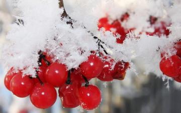 Nature Winter First Snow Red Berries Fruits Cranberry
