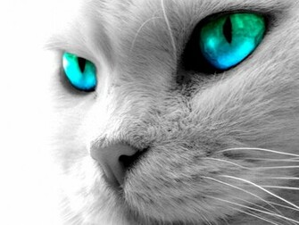 Cat Eyes Desktop Wallpaper In Nature Snow