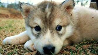 Cute Wolf Wallpaper Top Background