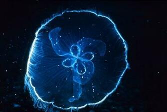 Jellyfish Wallpaper Box