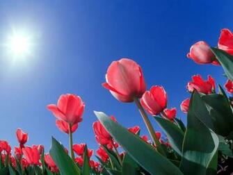 Wallpaper Flori Flower Image Full HD