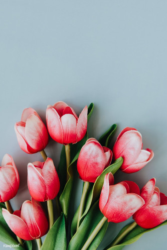 Red And White Tulip On Blank Blue Background Template Premium