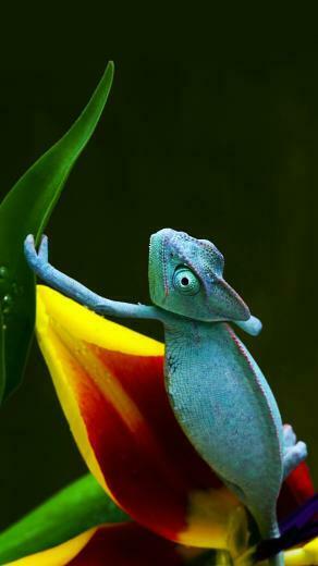 Blue Chameleon Wallpaper For Nokia Lumia