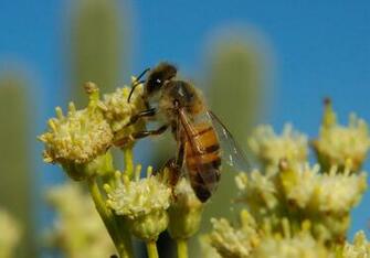 Honey Bee Pictures