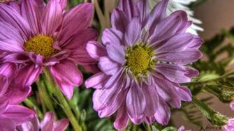 Wallpaper HDr Flower Flowers 4k Ultra HD Background