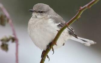 Mockingbird Wallpaper