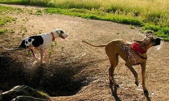 Great Dane Wallpaper Puppy Pictures Breed Info