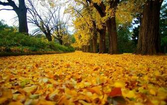Golden Rug In The Park Wallpaper