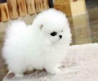 Affectionate Teacup Pomeranian Puppies To Offer Adoption