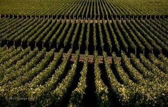 Vinography Image Manicured Napa A Wine