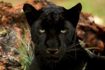 Description Black Panther Jpg