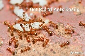Get Rid Of Fire Ants Pc Android iPhone And iPad Wallpaper