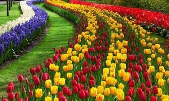 Bigger Flower Garden Live Wallpaper For Android Screenshot