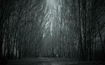 Haunted Forest Wallpaper Image