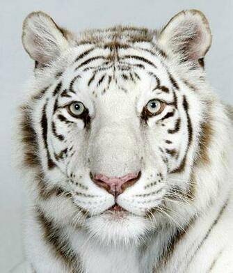 Park Royal Bengal Tiger Pictures White