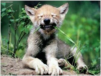 Wolf Cub Animals
