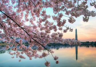 Displaying Image For Cherry Blossoms Dc