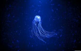 Jellyfish Wallpaper X Net