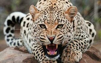 Jaguar Animal HD Wallpaperwelcome To Starchop