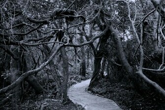 Haunted Forest Wallpaper And Forbidding Forests