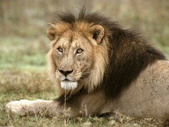 Black And White Wallpaper African Lion Tanzania Africa