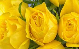 Fantastic HD Wallpaper S Collection Yellow Rose Flower