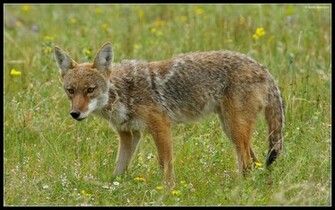 Coyote Wallpaper Wildlife Naturearts Image Desktop