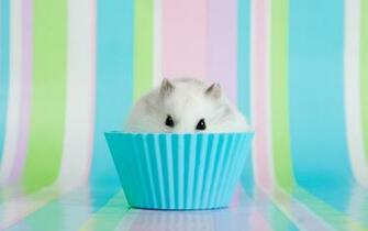 Hamster Wallpaper Computer Cool Walldiskpaper