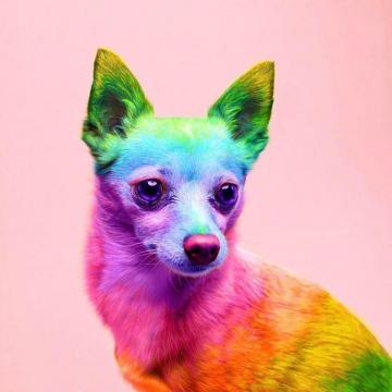 Animals The Magnificent Rainbow Makeover Edition