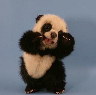 Displaying Image For Cute Baby Panda Bears