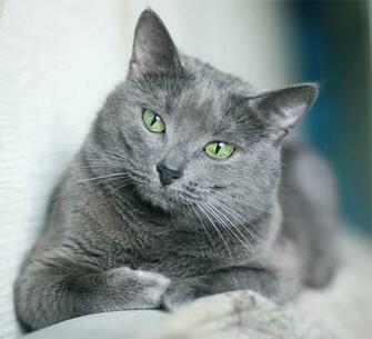 Russian Blue Cat Cute Funny Wallpaper