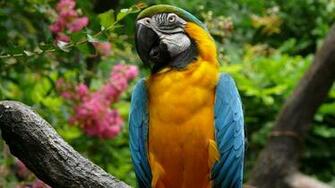 Macaw Parrot Bird Tropical Wallpaper