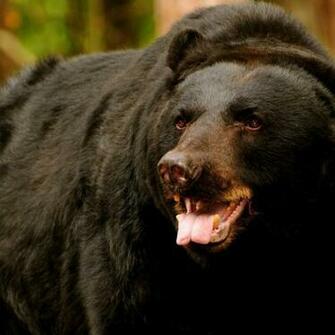 American Black Bear HD Wallpaper