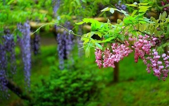 Sun Shines Wisteria Flowers Wallpaper