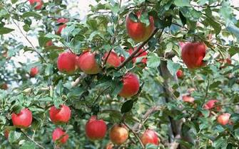 Beautiful Wallpaper For Desktop Fruits With Tree HD