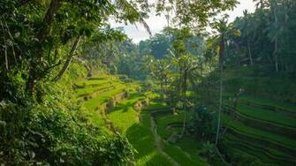 Ubud Bali Tips What To Know Before Going