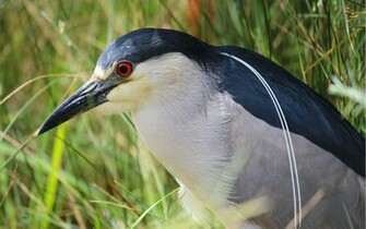 Wild Birds Others Black Crowned Night Heron Wallpaper