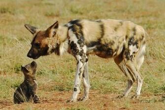 African Wild Dog Wallpaper Background