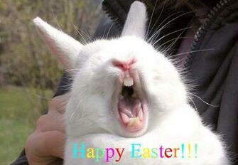 Funny Rabbit Teeth Wallpaper