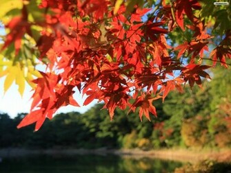 Autumn Scenery Wallpaper