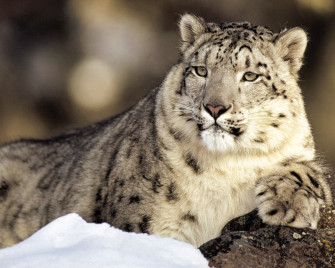 Snow Leopard Wallpaper